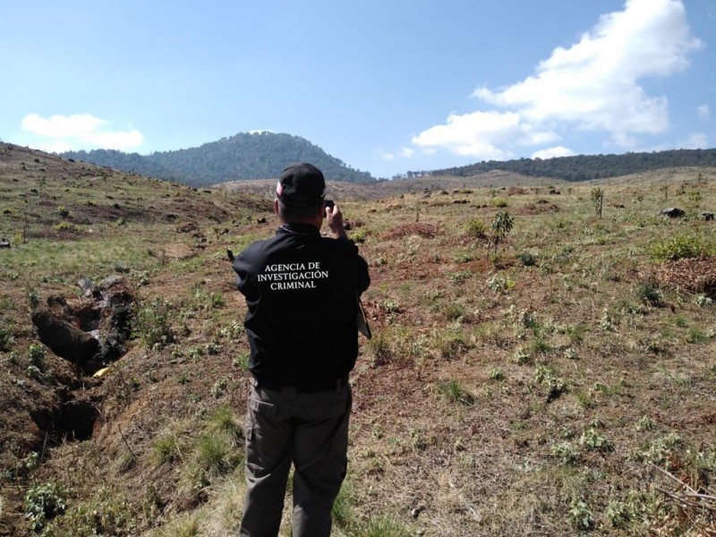 Investigan caso de tala clandestina en Zirahuén