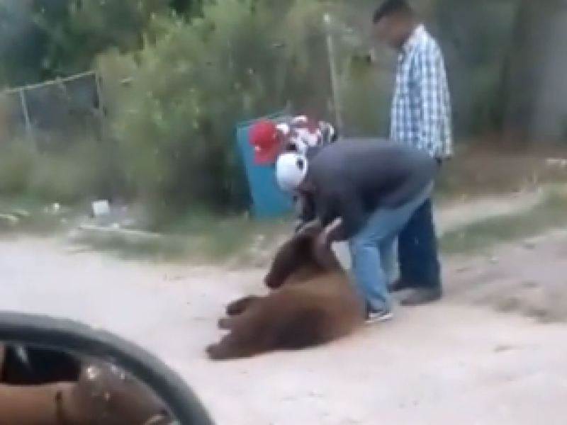Investigan caso sobre muerte de un oso en Cumpas