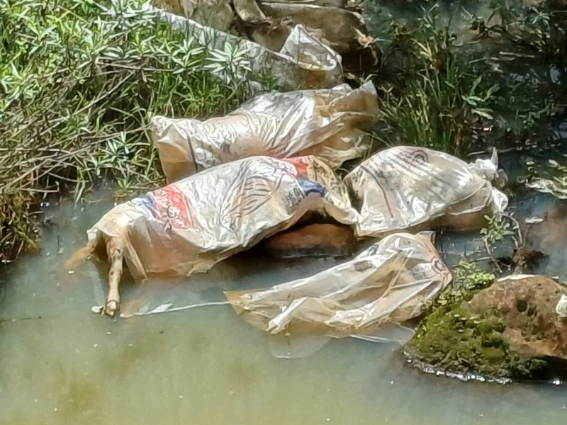 Investigan crueldad animal contra 6 perros en Quiroga