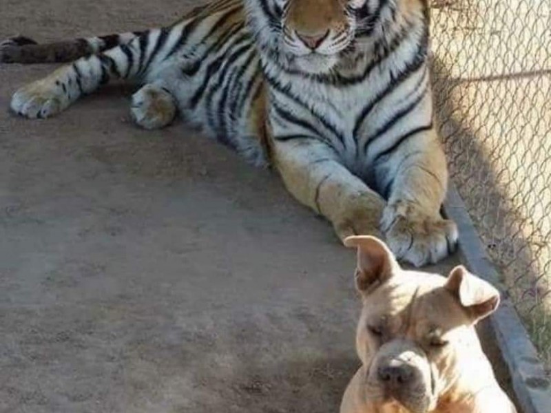 Investigan el robo de un tigre de Bengala en Hermosillo