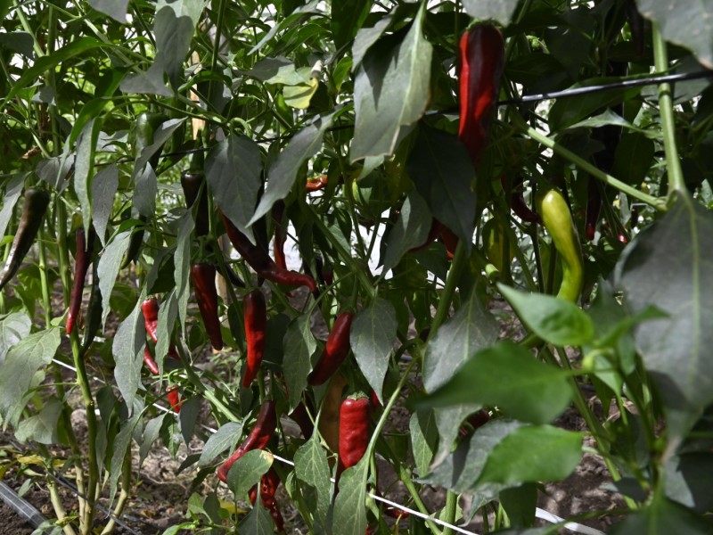 Investigan en Sinaloa todas la especies de chiles que existen