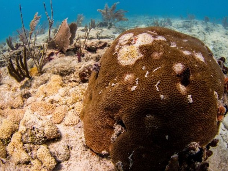Investigan Enfermedades Coralinas en Arrecifes de Tuxpan