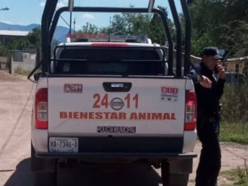 Investigan envenenamiento de mascotas en Cíbuta, ejido perteneciente a Nogales, Sonora