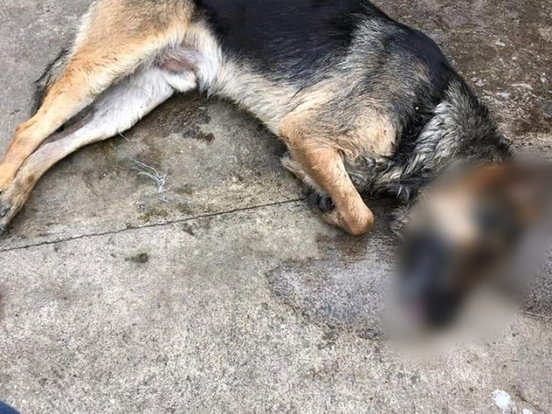 Investigan envenenamiento de perros en Xalisco