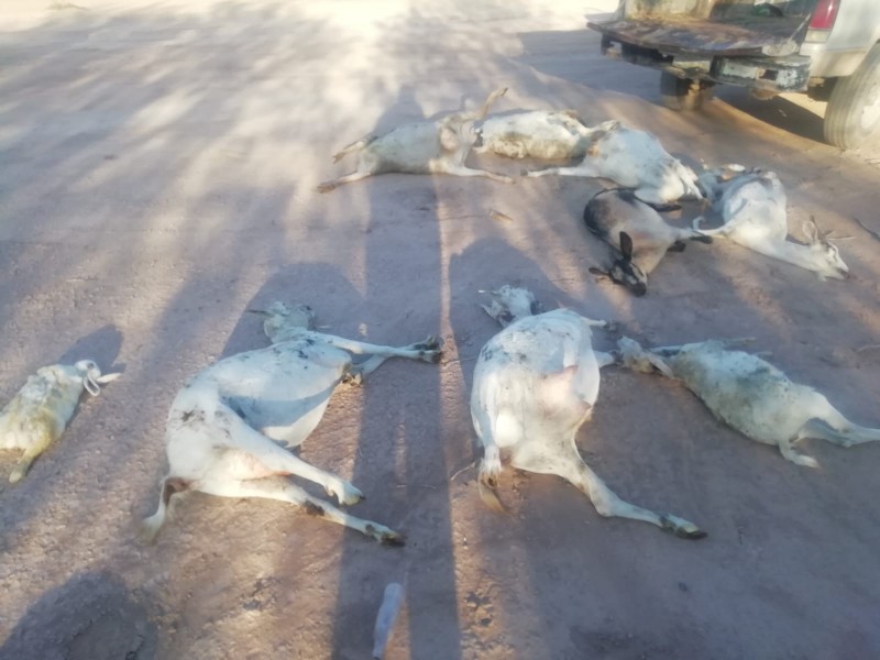 Investigan extraña muerte de cabras en comunidades rurales