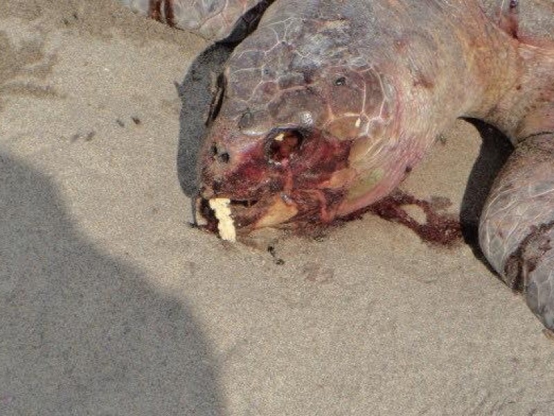 Investigan muerte de 122 tortugas golfinas