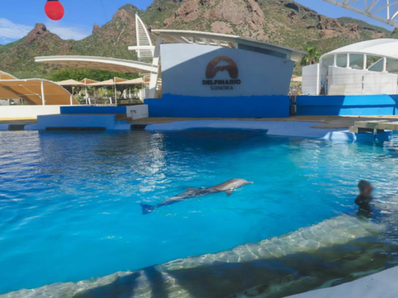 Investigan muerte de la delfín Moana por posible golpe de infraestructura