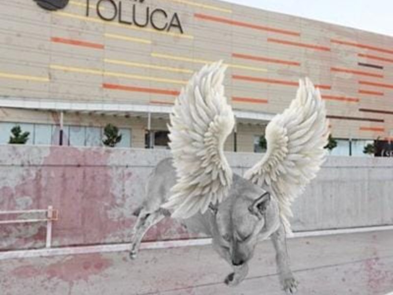 Investigan muerte de perrita tras caer de estacionamiento Galerías Toluca