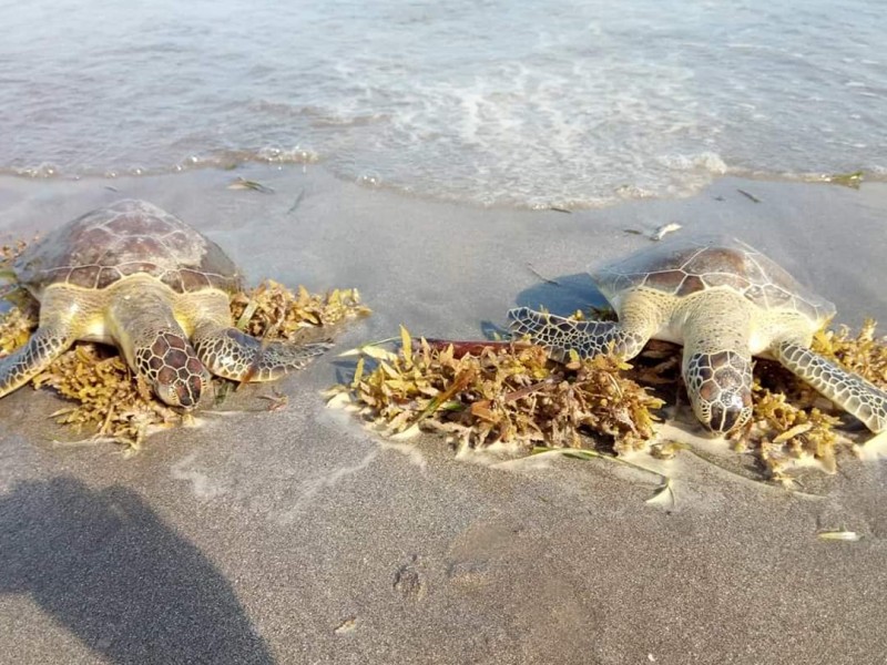 Investigan muerte de tortugas en playas de Alvarado