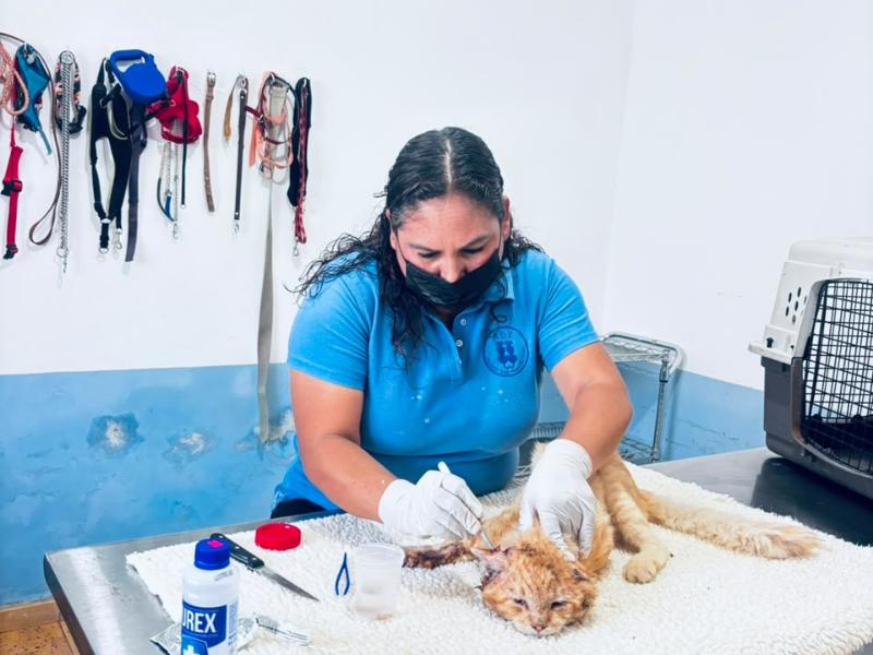Investigan posible caso de gusano barrenador en una mascota en Álamos