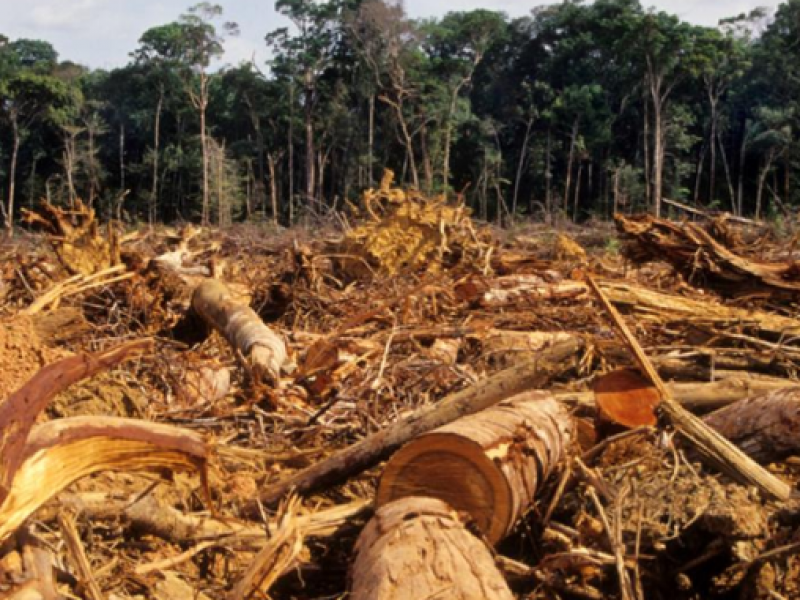 Investigan saqueo de madera en Chiapas