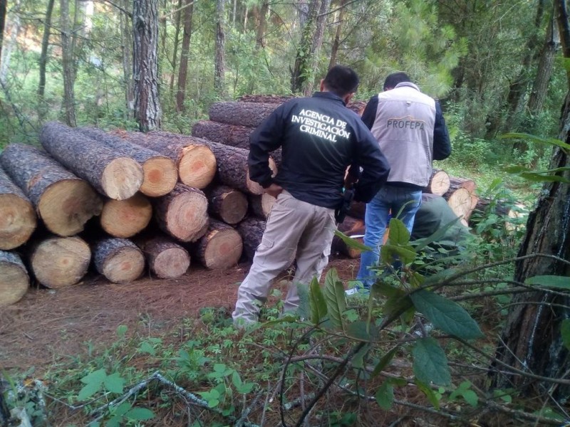 Investigan tala ilegal en Zacapu