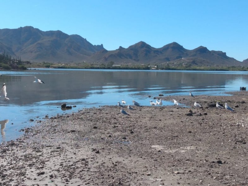 Investigarán muerte de patos y aves en Guaymas