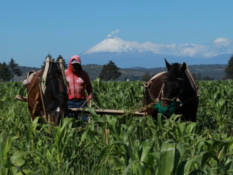 Inviable creación de banco agrícola en Tehuacán