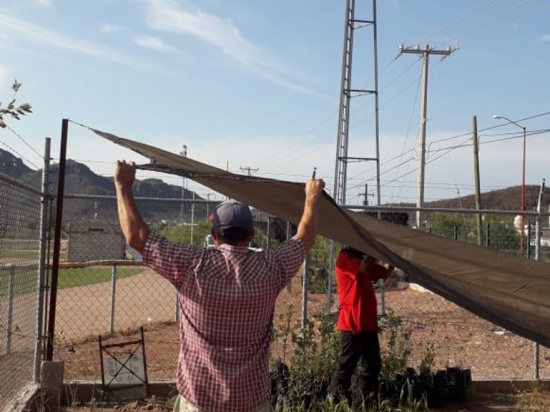 Invita Ecología a reforestar Guaymas