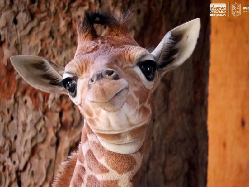 Invita ZooMorelia a ponerle nombre a nueva bebé jirafa