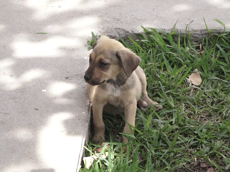 Invitan a adopciones permanentes en Control Canino Torreón
