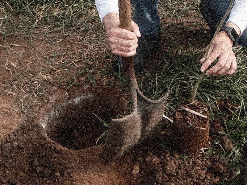 Invitan a campaña de reforestación en Parque la Loma