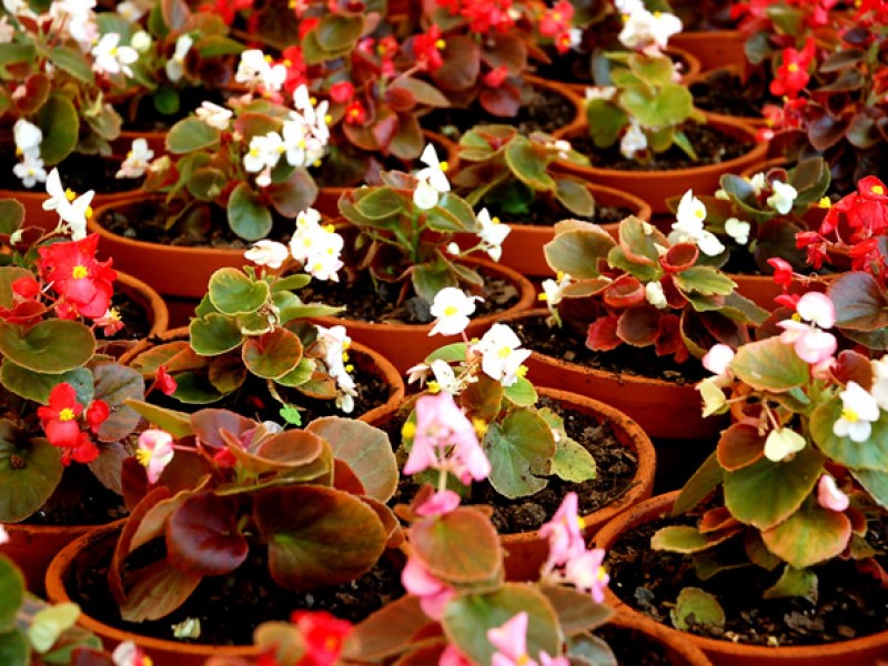 Invitan a ciudadanos a reforestar en su hogar