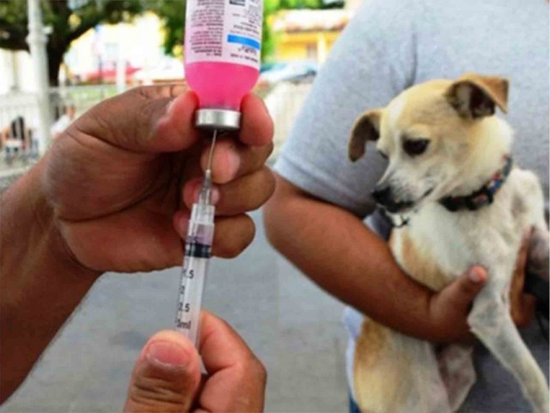 Invitan a ciudadanos a vacunar a sus mascotas