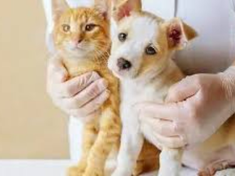 Invitan a esterilizar perros y gatos en jornada gratuita en Guaymas