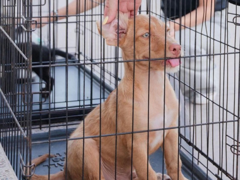 Invitan a kermés con causa en apoyo a mascotas rescatadas