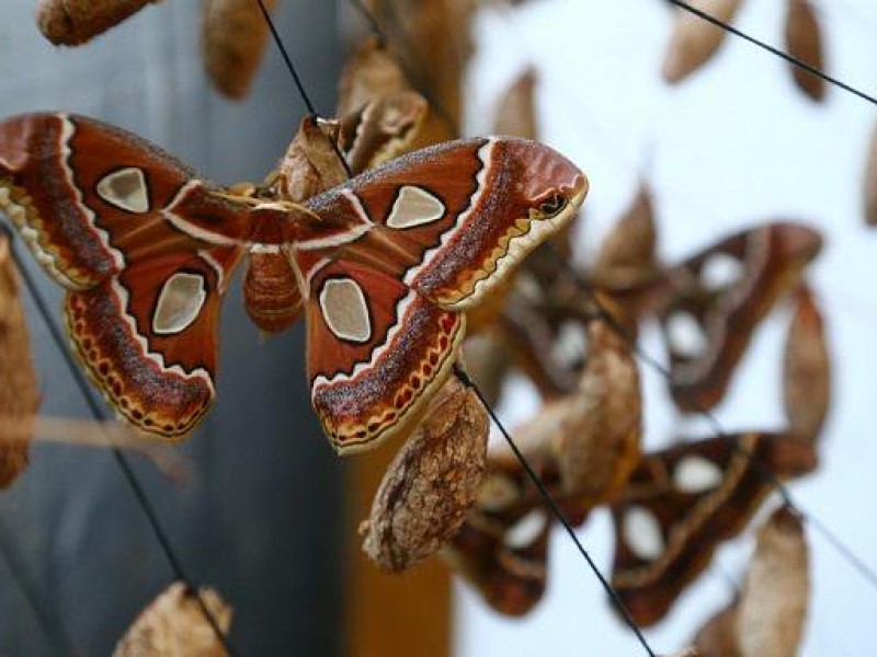 Invitan a la ceremonia de la mariposa cuatro espejos