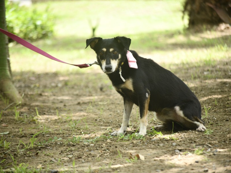 Invitan a la jornada de adopción 