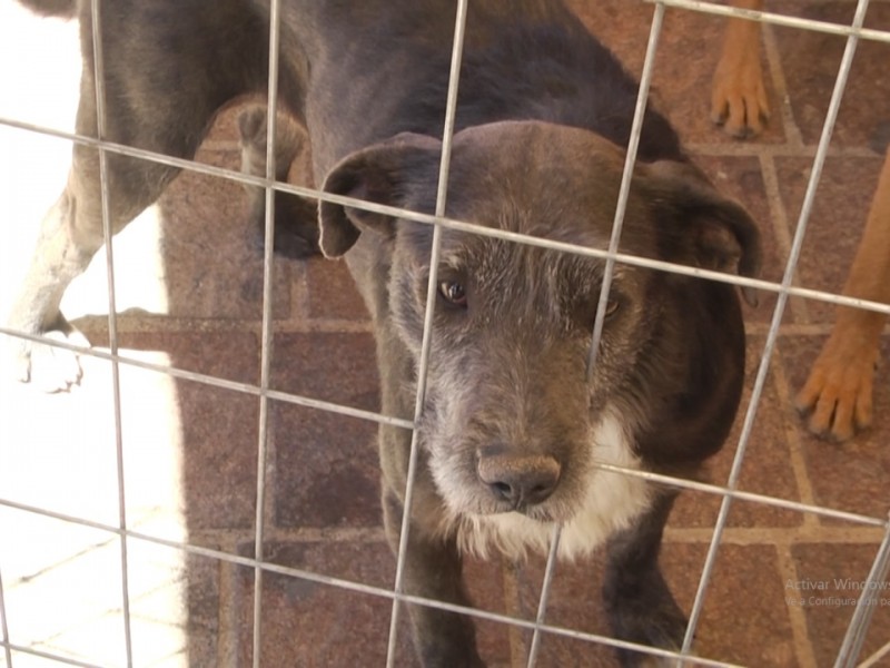 Invitan a mayor adopción canina