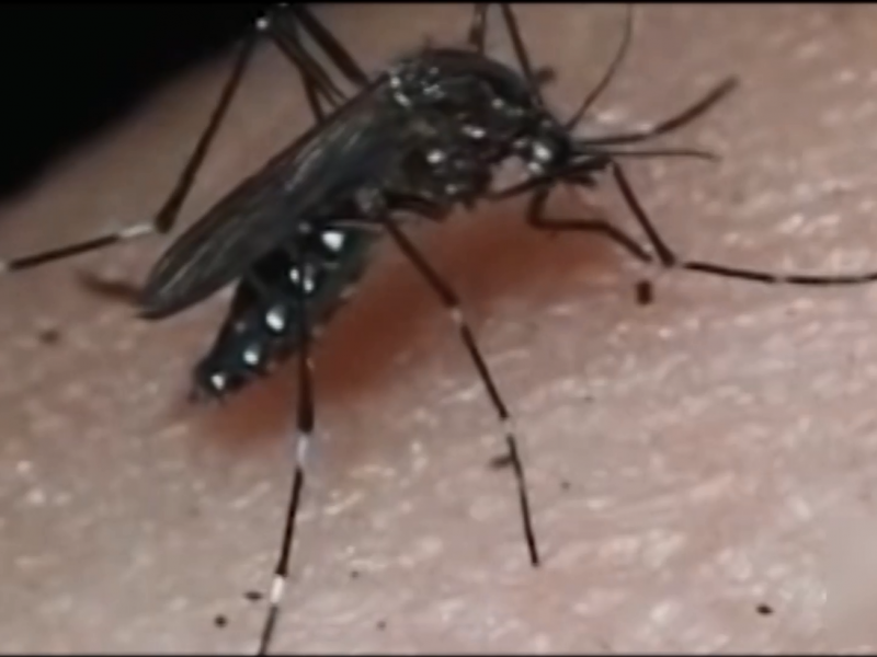 Invitan a prevenir el mosquito del Dengue