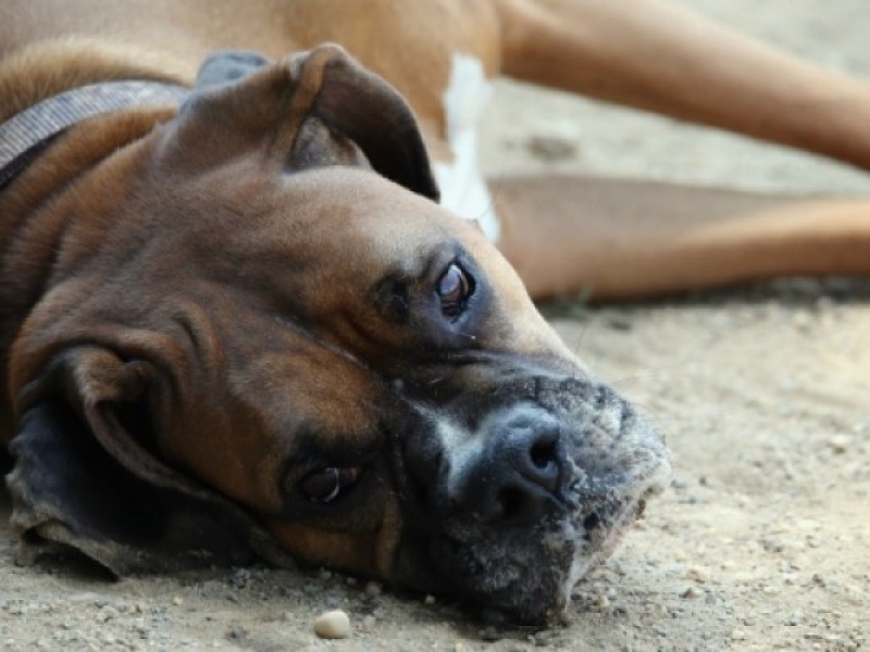 Invitan a prevenir la influenza canina con vacuna