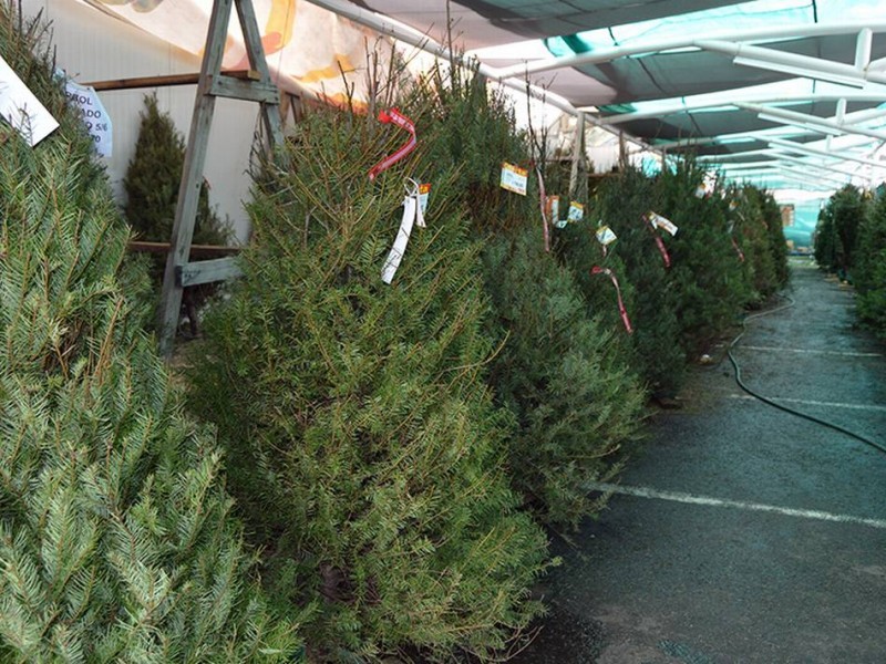 Abren centro de acopio para reciclar árboles de navidad
