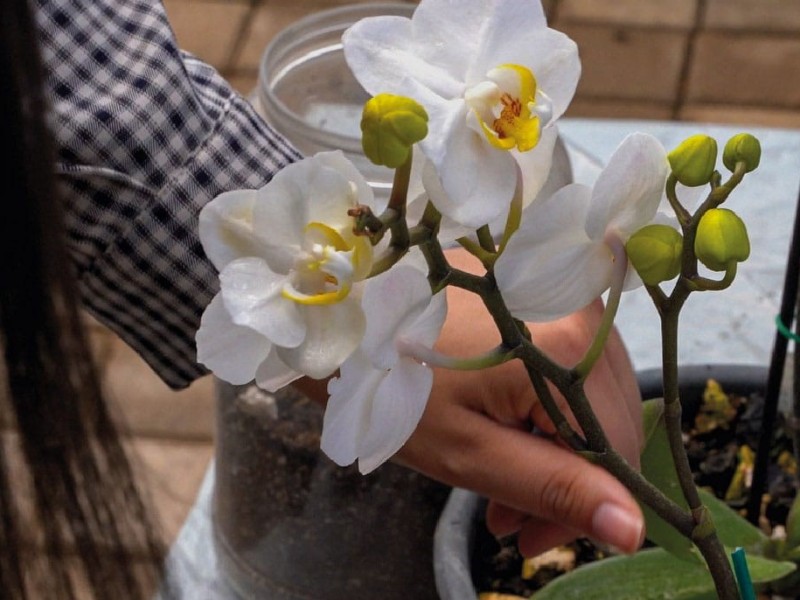 Invitan al Festival de las Flores: un jardín de orquídeas