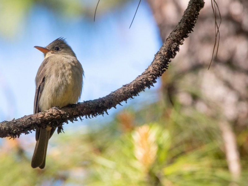 Invitan al Festival de Observación de Aves en El Terrero