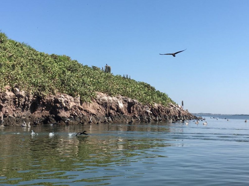 Isla de los patos,reserva natural sobre la bahía de Topolobampo