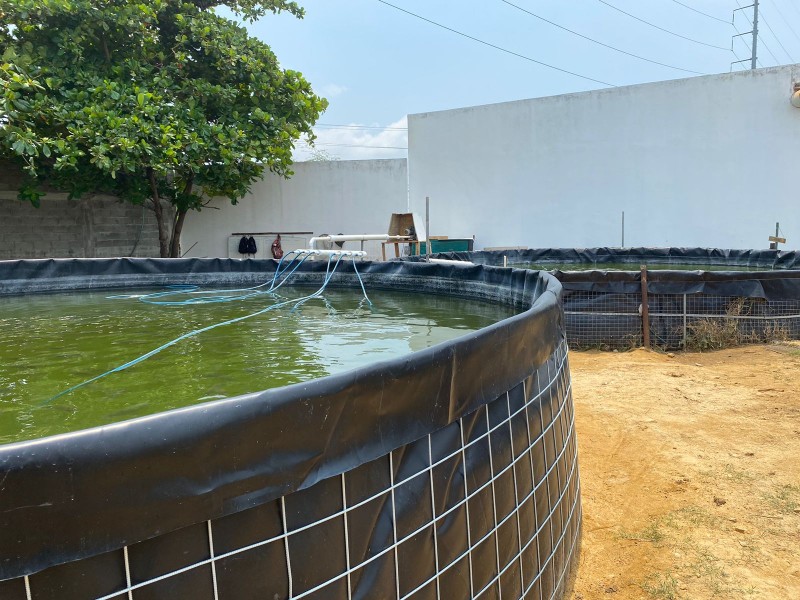 ITSAL comienza cultivo de alevines con la siembra de tilapia