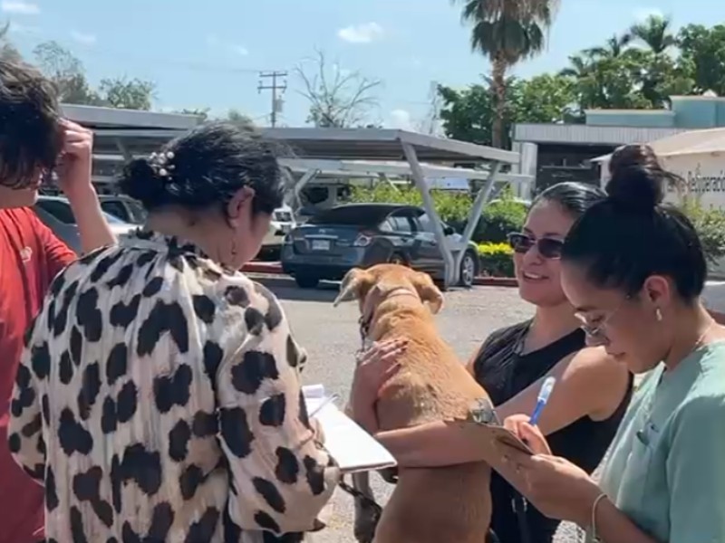 ITSON Náinari aplica 40 vacunas y 24 esterilizaciones gratuitas a mascotas