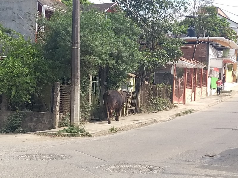 Ixcatepec sancionará vagancia de animales