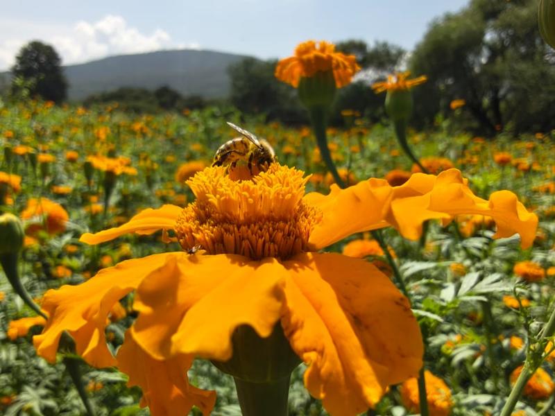 Jacona cultiva 160 hectáreas de flores para el Día de Muertos