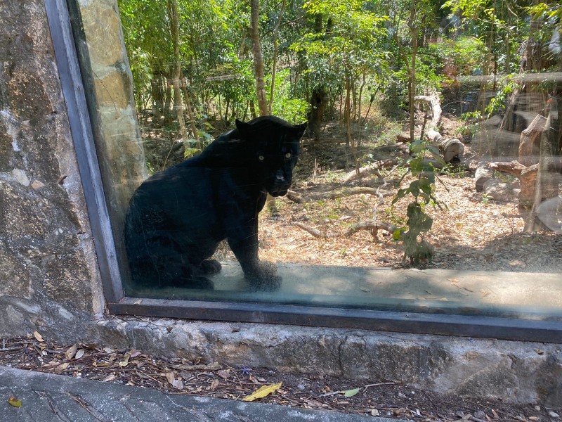 Jaguar, amenazado por deterioro ambiental