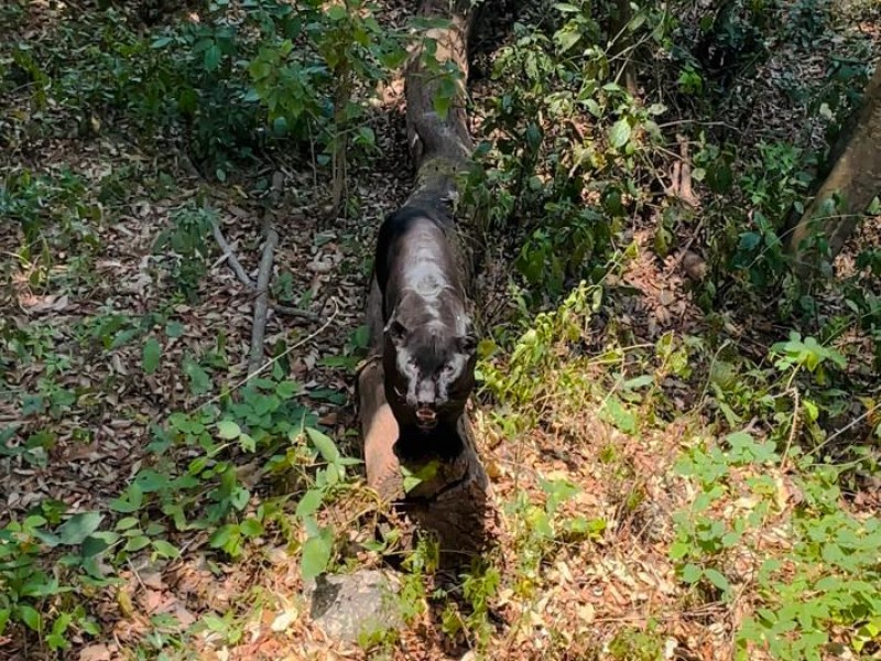 Jaguar emblema de Chiapas, en peligro de Extinción