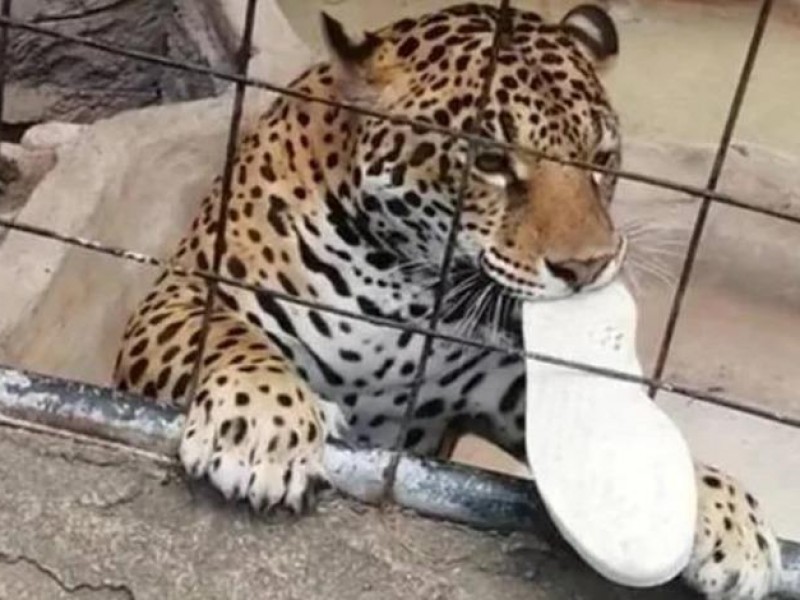 Jaguar muerde a un adolescente en zoológico de Guanajuato