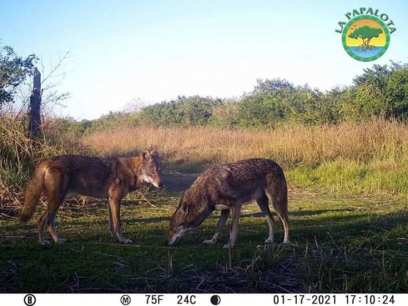 Jaguares, coyotes y más animales son captados en reserva Nayarita