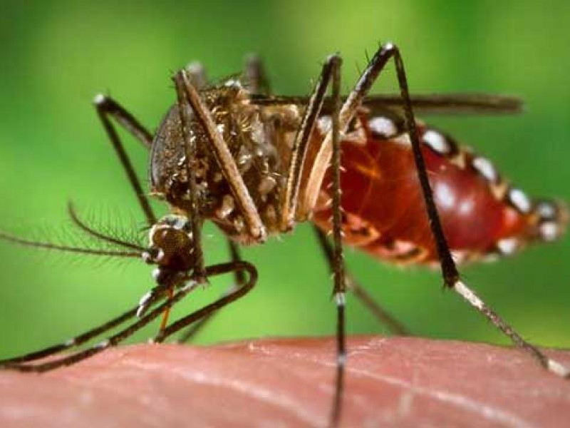 Jalisco a la alza en casos de dengue