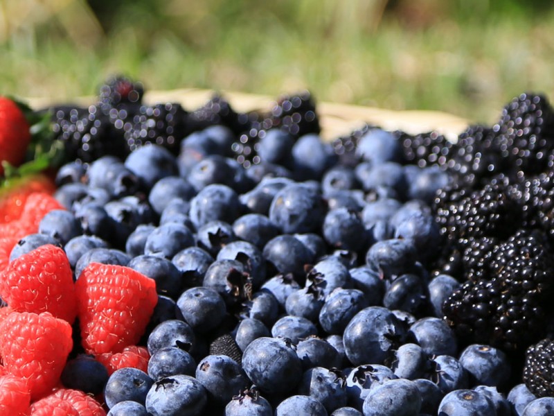 Jalisco, de los principales productores de berries en el país
