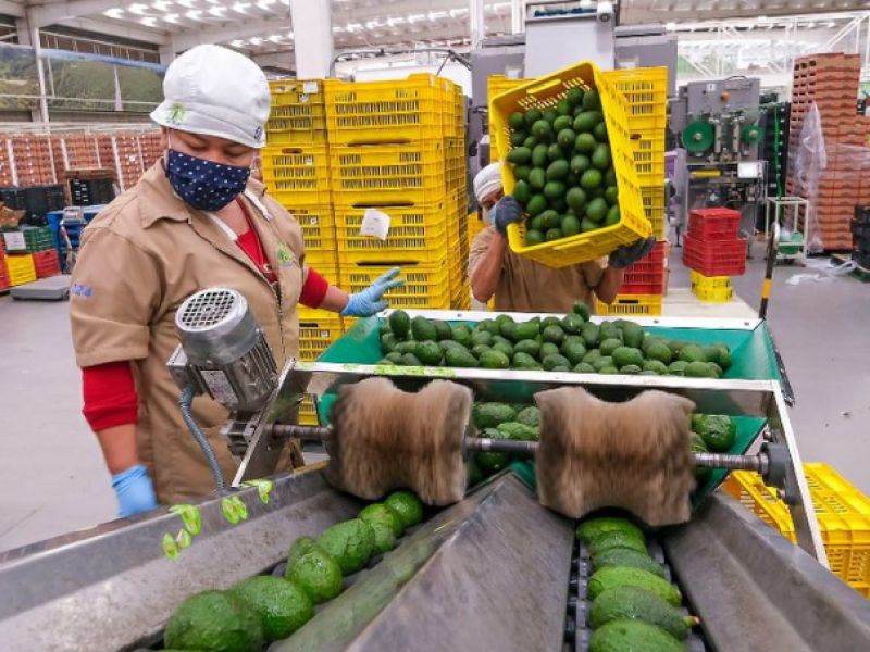 Jalisco exportará aguacate a EEUU