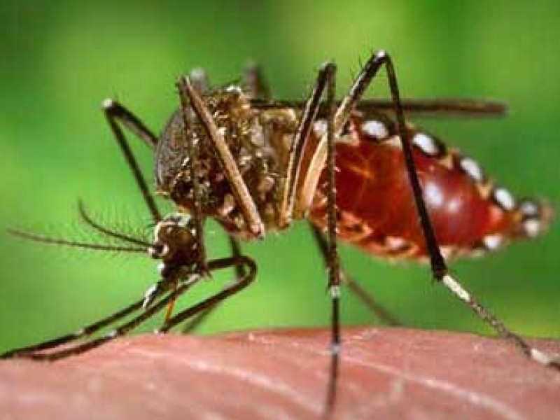 Jalisco mantiene primer lugar de dengue con 1,340 casos
