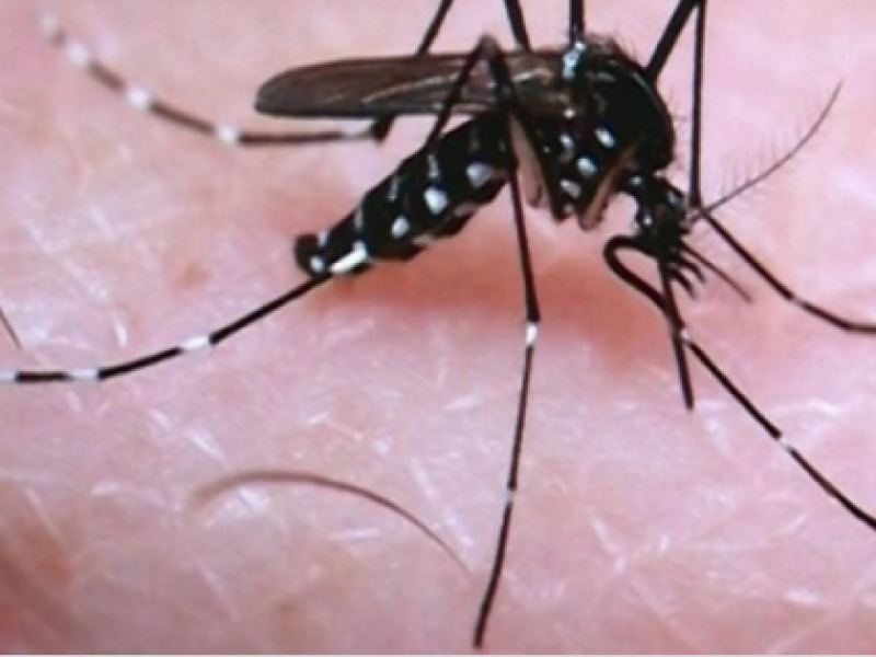 Jalisco mantiene primer lugar en casos de dengue