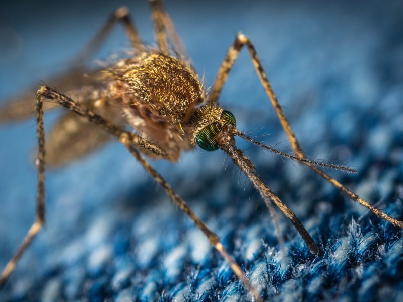 Jalisco primer lugar por muertes por dengue