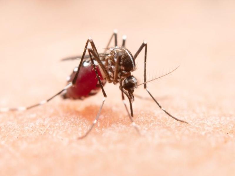 Jalisco reduce casi 90% los casos de dengue durante 2026